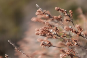 Shades of Brown